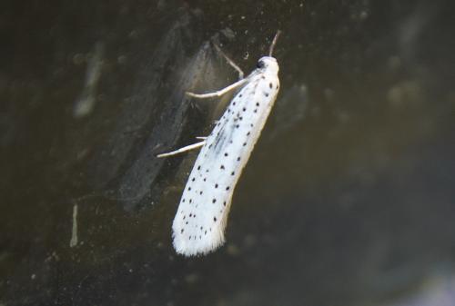 Yponomeuta evonymella